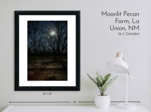 Moonlit Pecan Farm, La Union, NM