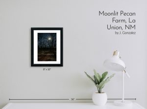 Moonlit Pecan Farm, La Union, NM