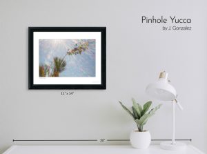 Pinhole Yucca