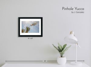 Pinhole Yucca