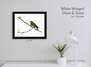 White Winged Dove & Snow
