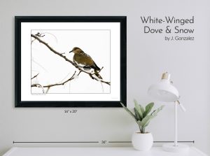 White Winged Dove & Snow