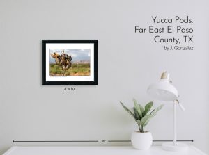 Yucca Pods, Far East El Paso County, TX