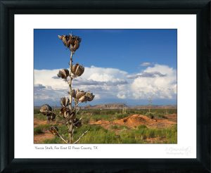 Yucca Stalk, Far East El Paso County, TX
