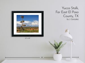 Yucca Stalk, Far East El Paso County, TX