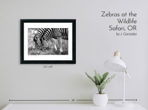 Zebras at the Wildlife Safari, OR