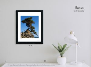 Bonsai