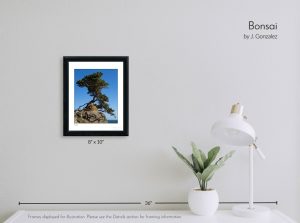 Bonsai