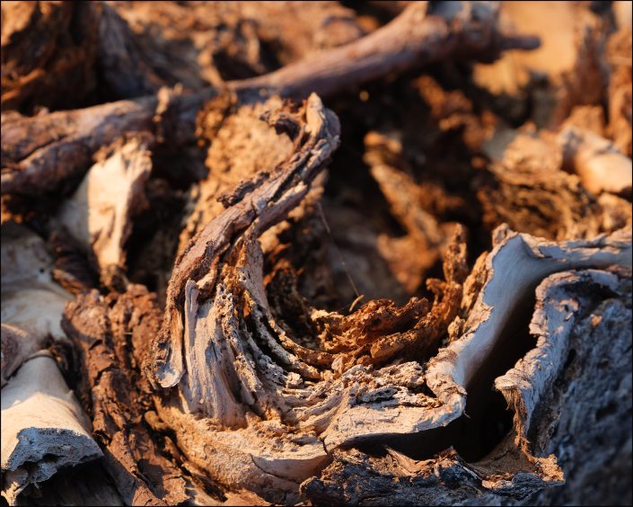 Features a close-up view of a dead tree's root ball, showcasing intricate textures, interwoven fibers, and the hidden beauty of decay, highlighting the organic patterns and resilience of nature.