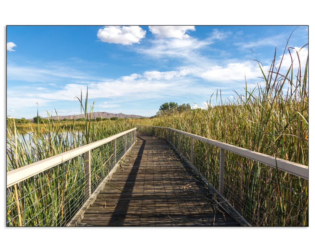 Boardwalk at the Bosque