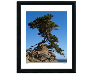 Bonsai