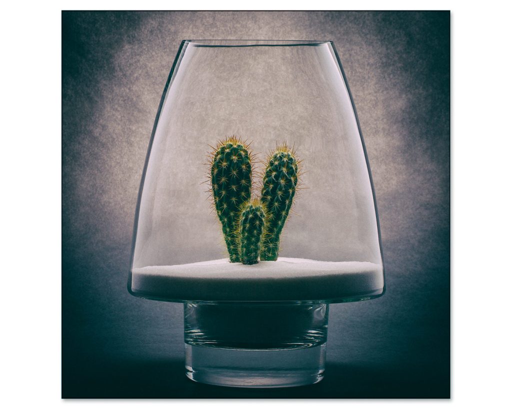 Desert in a Vase