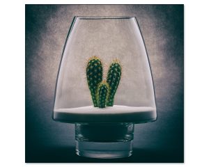 Desert in a Vase