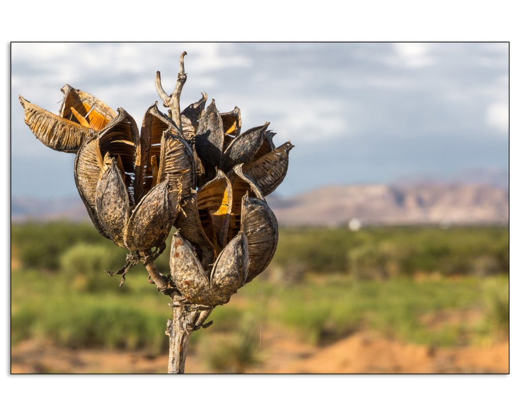 Desert’s Seeds