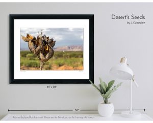 Desert’s Seeds