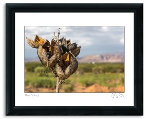 Desert’s Seeds