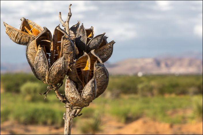 Close-up of a resilient yucca plant in far eastern El Paso County, Texas, standing against a backdrop of distant mountains and showcasing the rugged beauty and endurance of desert flora.