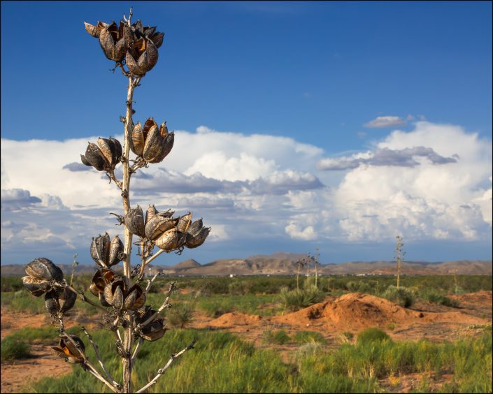 A yucca plant with resilient seed pods set against the vast Southwestern sky in far eastern El Paso County, Texas, showcasing the rugged beauty and endurance of desert flora amidst a striking desert landscape.
