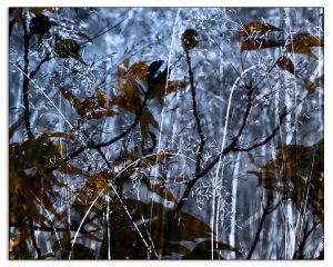 Entwined