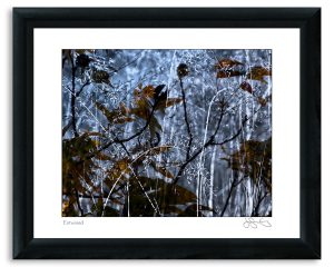 Entwined