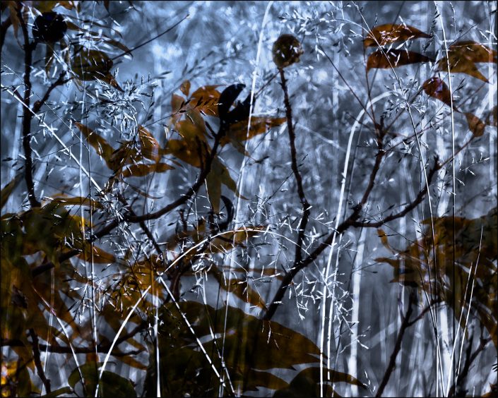 Double exposure photograph blending delicate bottlebrush grass with twisting pecan tree branches, creating an intricate, organic tapestry of light, shadow, and natural forms.