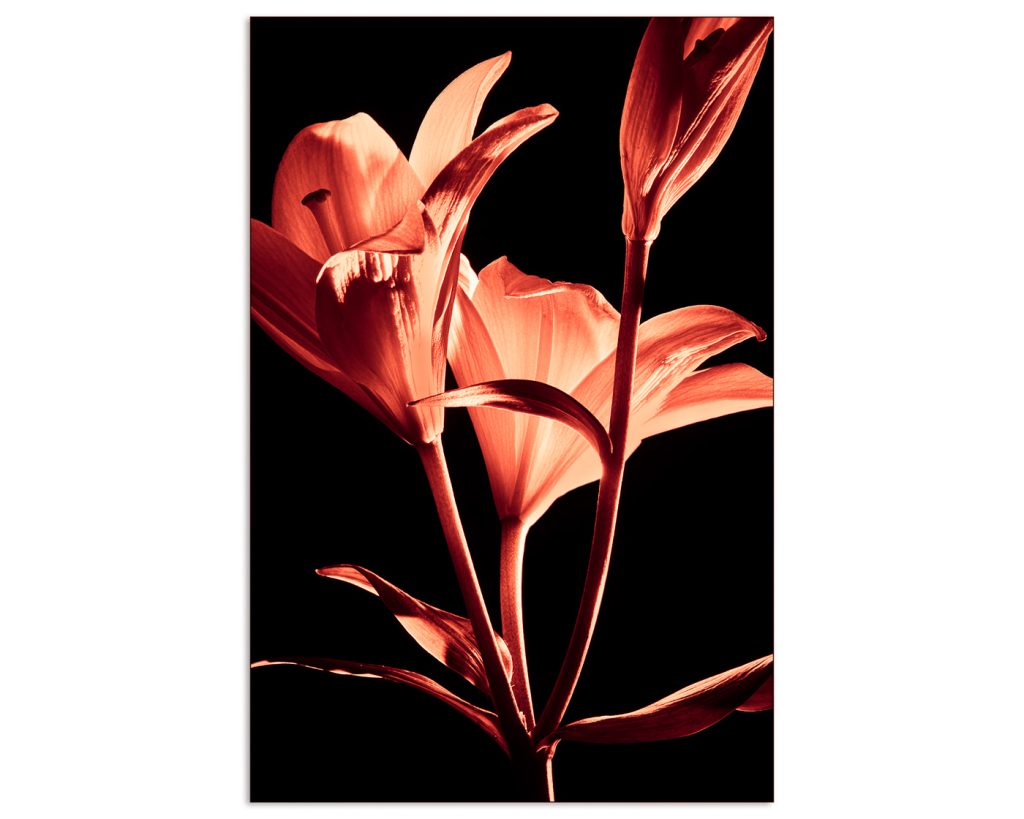 Lily