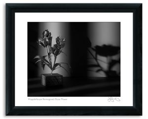 Mapplethorpe Reimagined: Brass Flower