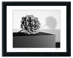 Mapplethorpe Reimagined with Legos: Aster