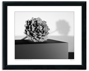 Mapplethorpe Reimagined with Legos: Aster