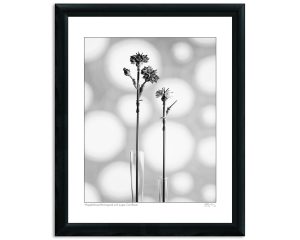 Mapplethorpe Reimagined with Legos: Cornflower