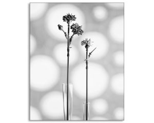Mapplethorpe Reimagined with Legos: Cornflower