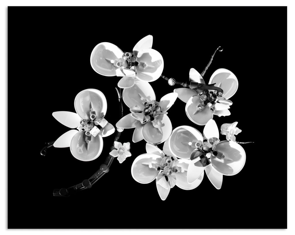 Mapplethorpe Reimagined with Legos: Orchid