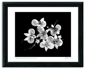 Mapplethorpe Reimagined with Legos: Orchid