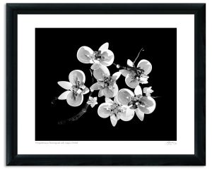 Mapplethorpe Reimagined with Legos: Orchid