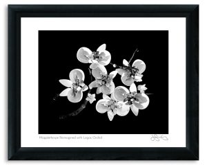 Mapplethorpe Reimagined with Legos: Orchid