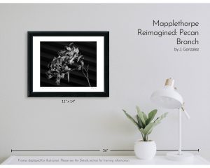 Mapplethorpe Reimagined: Pecan Branch