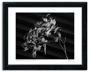 Mapplethorpe Reimagined: Pecan Branch
