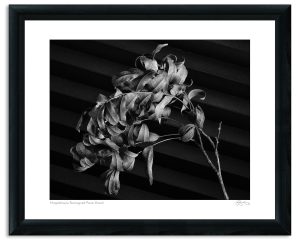 Mapplethorpe Reimagined: Pecan Branch