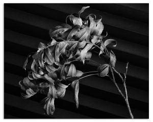 Mapplethorpe Reimagined: Pecan Branch