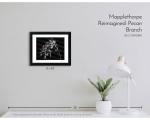 Mapplethorpe Reimagined: Pecan Branch