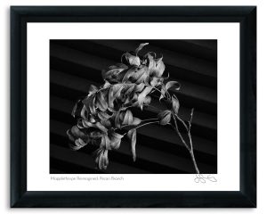 Mapplethorpe Reimagined: Pecan Branch