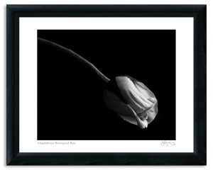 Mapplethorpe Reimagined: Rose