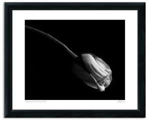 Mapplethorpe Reimagined: Rose