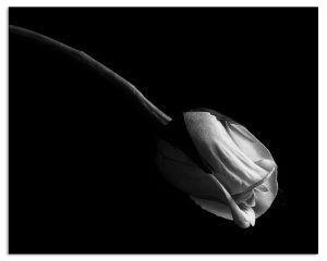 Mapplethorpe Reimagined: Rose