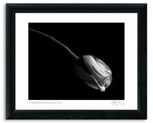 Mapplethorpe Reimagined: Rose