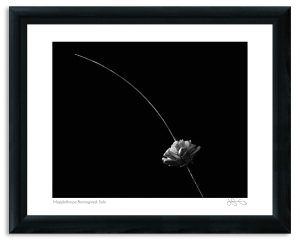 Mapplethorpe Reimagined: Sola