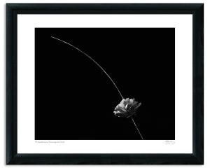Mapplethorpe Reimagined: Sola