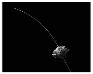 Mapplethorpe Reimagined: Sola