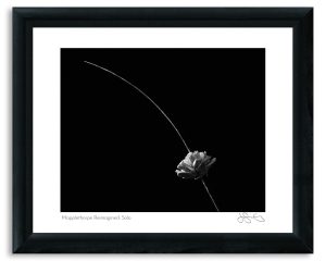 Mapplethorpe Reimagined: Sola