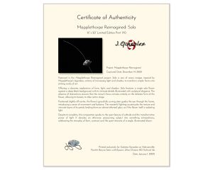 Mapplethorpe Reimagined: Sola